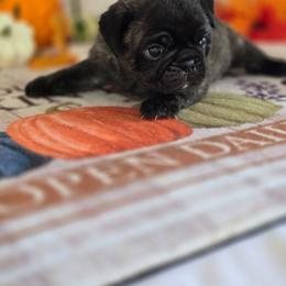 Baxter - Brindle male Pug puppy in Arthur, Illinois from Perfect Pugs