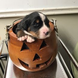 Girl 3 - Black rust and white female Bernese Mountain Dog puppy in Carlotta, California from Aunt-T’s Australian Shepherds