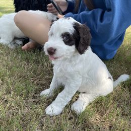 Bernedoodle Puppies from Sadie’s Doodles