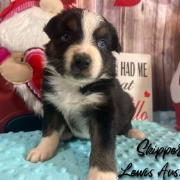 Australian Shepherd and Pembroke Welsh Corgi Puppies from Lewis Aussie’s & Corgi’s
