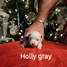 Holly - White Maltese puppy in Terrell, Texas from PBJ Farms