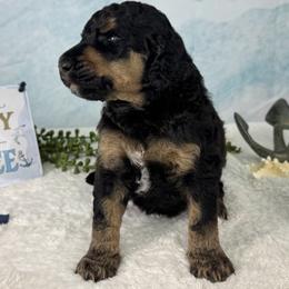 Granat - North Sea Shrimp - Phantom male Poodle puppy in Middlebourne, West Virginia from El Silencio Standard Poodles