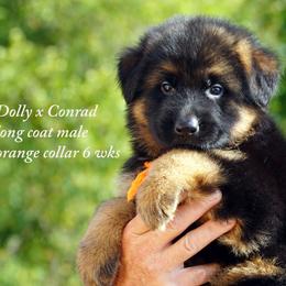 Orange collar Dolly and Conrad litter - Black and red male German Shepherd puppy in Chrisney, Indiana from Indiana German Shepherds