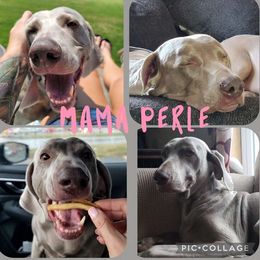 Perle - Weimaraner