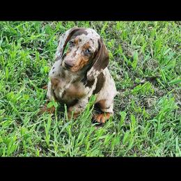 Finale - Dachshund