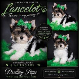 AKC Little Lancelot 2600 - Black tan and white male Biewer Terrier puppy in Kennesaw, Georgia from Dreamy Pups