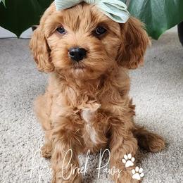 Cavapoos from Pipe Creek Paws