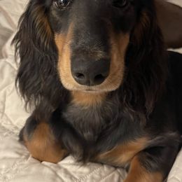 Dachshund Puppies from Little Legs Miniature Dachshunds