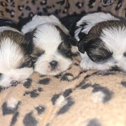 Cane Corso and Shih Tzu Puppies from Hardradas Dynasty Kennel