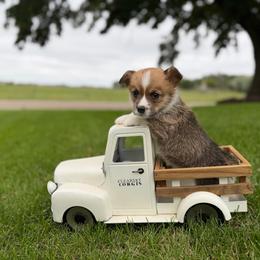 Brew - Red male Pembroke Welsh Corgi puppy in Rose, Nebraska from Clearsky Corgis
