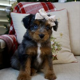 Banana Cream - female Australian Mountain Doodle puppy in Murray, Utah from Sun Valley Doodles