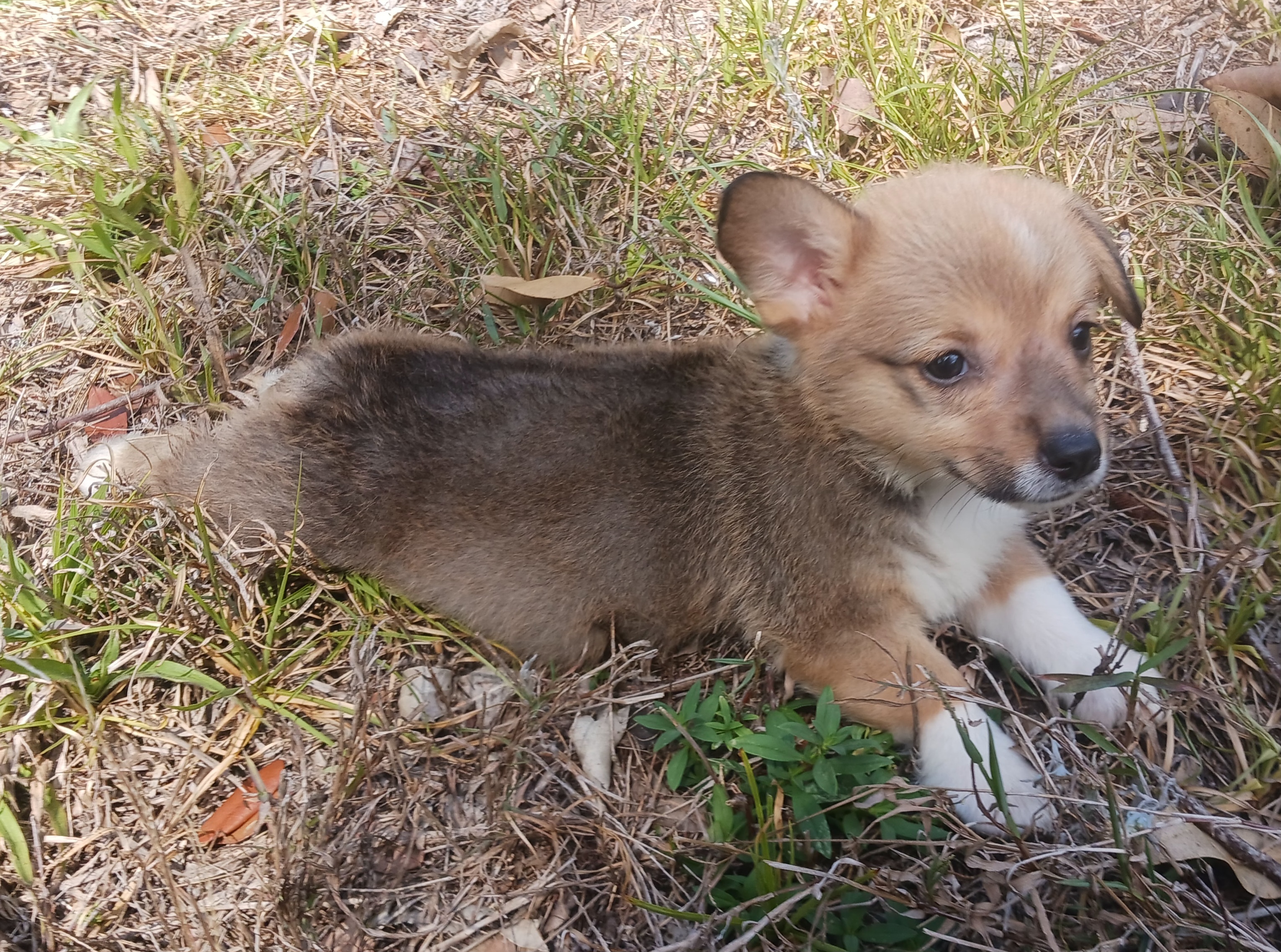 Eos - Pembroke Welsh Corgi puppy in Avon Park, Florida from Melissa's Pembroke Welsh Corgis
