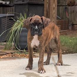Green - Brindle male Boxer puppy in Georgia from Stephanie’s Boxers