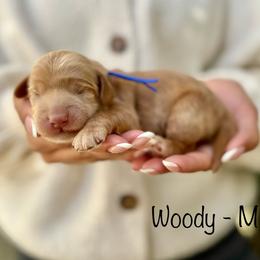 Woody - Caramel male Australian Labradoodle puppy in Morgan Hill, California from Loving Labradoodles