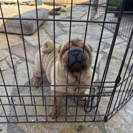 Boy 1 - Fawn male Chinese Shar-Pei puppy in Fairfield, Texas from Majesty SharPei