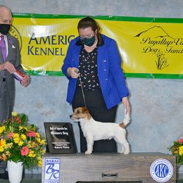 Bichon Frise, Russell Terrier, and Shetland Sheepdog All Grown Up from Mountain Ash Farms