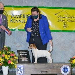 Bichon Frise, Russell Terrier, and Shetland Sheepdog All Grown Up from Mountain Ash Farms