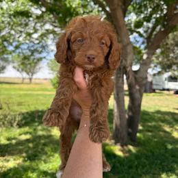 Edgar - Red  male Goldendoodle puppy in Hobbs, New Mexico from Goldie Locks Golden Retrievers & Doodles