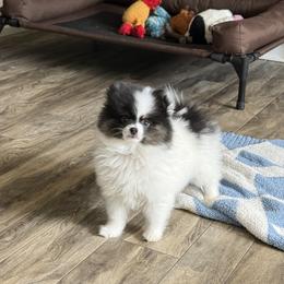 Eli - Black and tan parti male Pomeranian puppy in New Oxford, Pennsylvania from J&T French Bulldog & Pomeranian Palacio