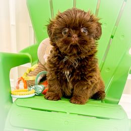 Shih Tzu Puppies from Arizona Sunrise Shih Tzus