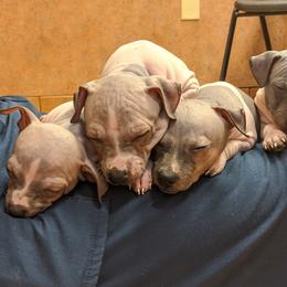 American Hairless Terrier Puppies from Bare Valley
