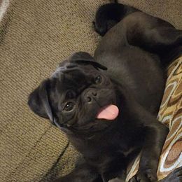 Marcy - Pug