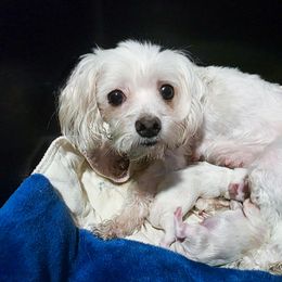 Tessie - Maltese