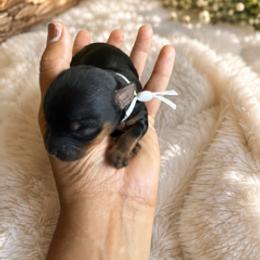 Ace - Chocolate, tan and white male Yorkshire Terrier puppy in Marysville, Washington from Nina