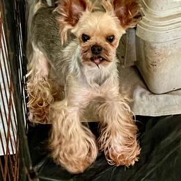 Chester - Yorkshire Terrier