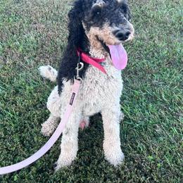 Leo - Poodle