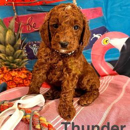 Thunder - Red  male Goldendoodle puppy in Chelan, Washington from North Cascades Doodles