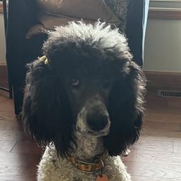 Billie - Poodle