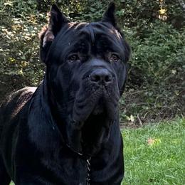 Pote - Cane Corso