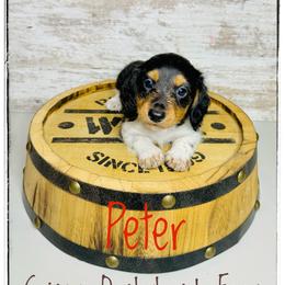 Peter - Piebald male Dachshund puppy in Cincinnati, Ohio from Caines Dachshund Farm
