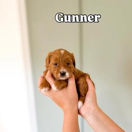 Gunner - Red  male Goldendoodle puppy in Salem, Utah from Karmadoodlee