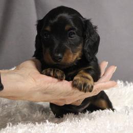 Shad - Black and tan male Dachshund puppy in Liberty, Texas from Sweetnlow Dachshund (Doxies)
