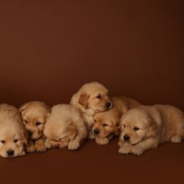 Golden Retriever Puppies from SmallTown Golden Retrievers