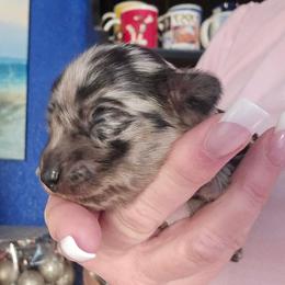 Black dapple - Dapple female Dachshund puppy in Port Charlotte, Florida from Vicki's Dachshund Crossing