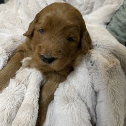 Goldendoodle and Golden Retriever Puppies from Valley of the Sun Breeders