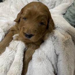 Goldendoodle and Golden Retriever Puppies from Valley of the Sun Breeders