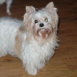 Haylo - Yorkshire Terrier