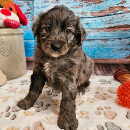 Woody - Blue merle male Aussiedoodle puppy in Lebanon, Missouri from Perkins Pups