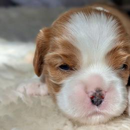 Olive - Blenheim female Cavalier King Charles Spaniel puppy in Blanding, Utah from Blue House Cavaliers