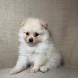 Brazil - White male Pomeranian puppy in Phoenix, Arizona from Luxpomz