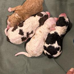 Black Tri Female - Phantom female Poodle puppy in Belgreen, Alabama from Scott’s Farm Poodles and Doodles