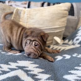 Metallica - Brown female Chinese Shar-Pei puppy in Lehigh Acres, Florida from Florida Wrinkles
