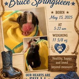 Bruce Springsteen - Liver and white male English Springer Spaniel puppy in Cookeville, Tennessee from Krossroads Kennel