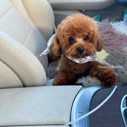 Diamond - Poodle