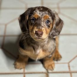 Dachshund and French Bulldog Puppies from ThePuppyVille