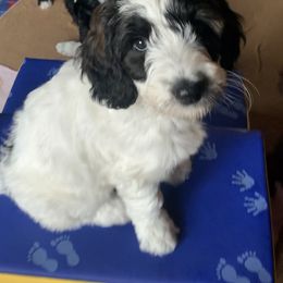 Goldendoodle Puppies from FamilyLoved Doodles